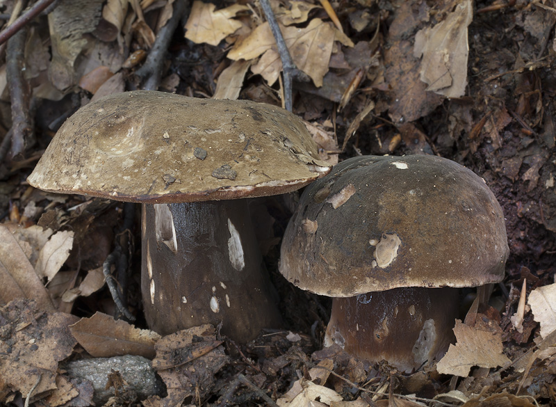 Porphyrellus porphyrosporus